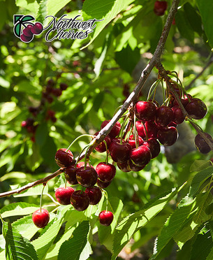 여름 입맛 살리는 미국 북서부 체리, 본격 국내 출하
