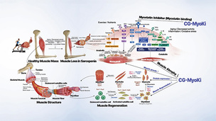 케어젠, 멕시코에 근육 생성 펩타이드 공급 계약…GLP-1 보완 시장 진출