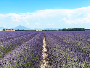 상상 속 남프랑스의 풍경이 현실로 펼쳐졌다… 알프 드 오트 프로방스 여행기 