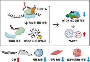 KAIST-연세대-KRIBB, 노화 속도 제어 가능한 단백질 발견