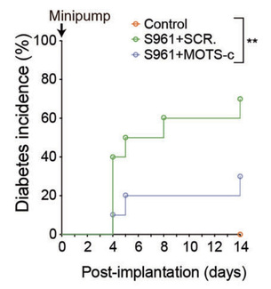 서울대병원, 미토콘드리아 펩타이드 MOTS-c로 당뇨병 진행 지연 기전 확인
