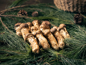 가을 별미 자연송이로 만든 7품 요리&hellip; 앰배서더 서울 풀만 '호빈', 자연송이 특선 코스 출시