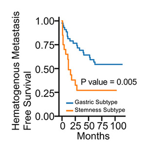 서울대병원, 위암 혈행성 전이 예측할 새 분자 아형 규명