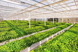 리만코리아, '자이언트 병풀' 미국 품종보호권 획득