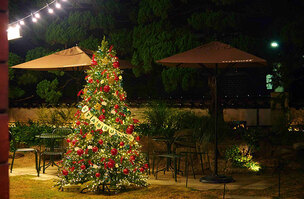 스타벅스, 전국 스페셜 스토어서 ‘크리스마스 트리 매장’ 선보인다