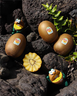 제스프리, 국내산 썬골드키위 올해 첫 출하