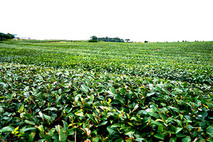 [르포] “말차·티코스·티셀러…제주 오설록이 확장하는 새로운 차(茶) 문화”