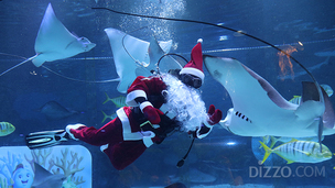[연말 가볼 만한 곳] 바닷속에도 산타 온다&hellip; 코엑스 아쿠아리움 '크리스마스 특별 수중공연'