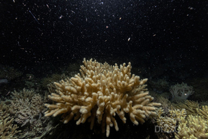 호주 그레이트 배리어 리프 '바다의 눈보라' 장관&hellip; 2,600km 산호 대산란 포착