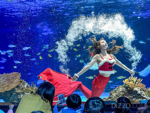 [연말 가볼 만한 곳] 아쿠아플라넷, 연말 맞이 이색 공연 풍성...일산·광교·제주·여수 각기 다른 콘텐츠 마련