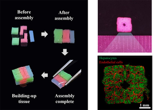 티앤알바이오팹, ‘세포 블록 조립’ 방식 인공장기 제작 플랫폼 연구 성과 공개