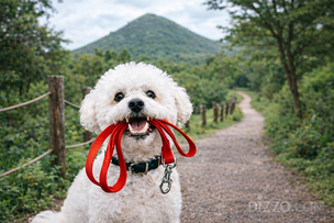제주 기린빌라리조트, 반려동물과 함께하는 힐링 트래킹 프로그램 진행