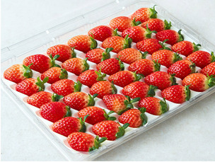 쿠팡·논산시, 중·소과 딸기 ‘베이커리용’ 상품화…농가 판로 지원