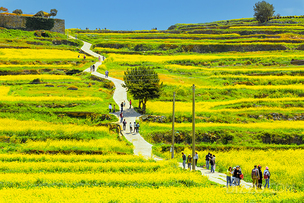 유채꽃 물든 아시아 첫 슬로시티&hellip; 청산도, 올봄 '느린 걸음'으로 여행객 부른다
