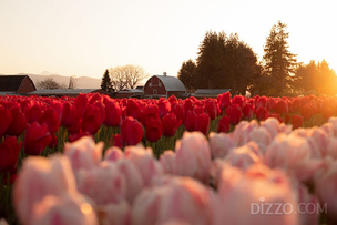 미국 워싱턴주 스카짓 밸리, 4월 한 달간 튤립 축제&hellip; 퍼레이드&middot;아트전시&middot;거리 축제 운영
