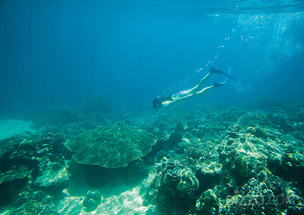 세계 최고 다이빙 목적지 '필리핀', 코엑스 수중스포츠전시회서 한국 다이버 공략
