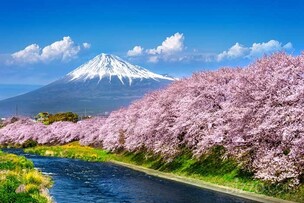 일본 벚꽃 시즌 렌터카 검색 34% 급증&hellip; 미야코지마 212%&middot;미야자키 183% 폭증