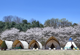 벚꽃 아래, 와인 한 잔&hellip; 서울 호텔가에 봄 와인 시즌 개막