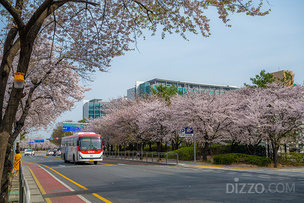 서울 봄꽃 명소 5곳 제대로 즐기는 법