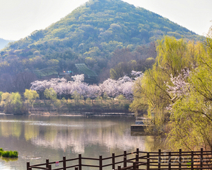 벚꽃 터널부터 섬 트레킹까지…인천 봄꽃 명소 11곳