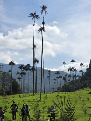 [남미하면 콜롬비아-3] 20층 높이 야자수에 압도되다…디즈니 ‘엔칸토’의 모티브가 된 이곳