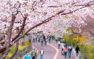 외국인 벚꽃 여행, 서울&middot;제주 벗어나 충청&middot;부산&middot;경주로&hellip;