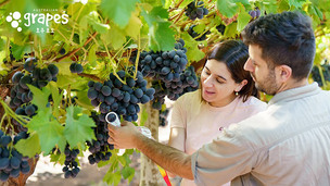 호주포도협회, 대형마트 시식 행사 확대…국내 공략 강화