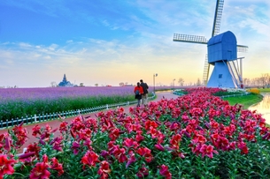 염성에서 거니는 봄의 동화 - 강소성 염성시 대풍 네덜란드 화원