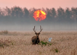 염성, 케냐에 가지 않아도 즐길 수 있는 아시아의 야생동물 탐방